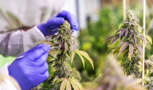 Draft: My Post Title