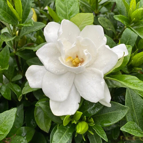 Perennial Flowers for Sale - Bring Your Garden to Life All Year