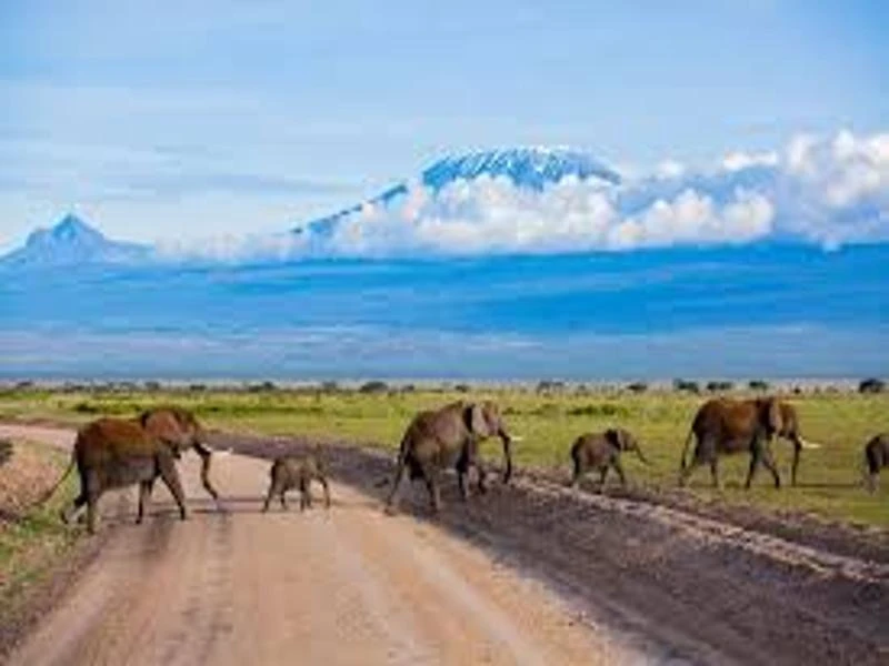 Experience Africa’s Untamed Beauty on a Thrilling Kenya Safari