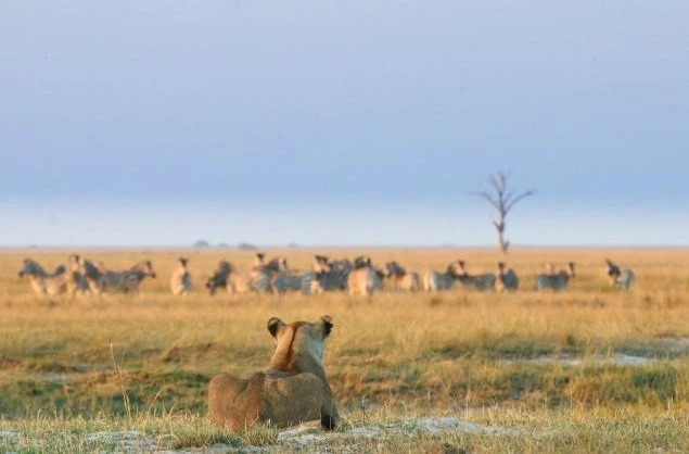 Discover the Wild Beauty: Unforgettable Safari Adventures in Africa