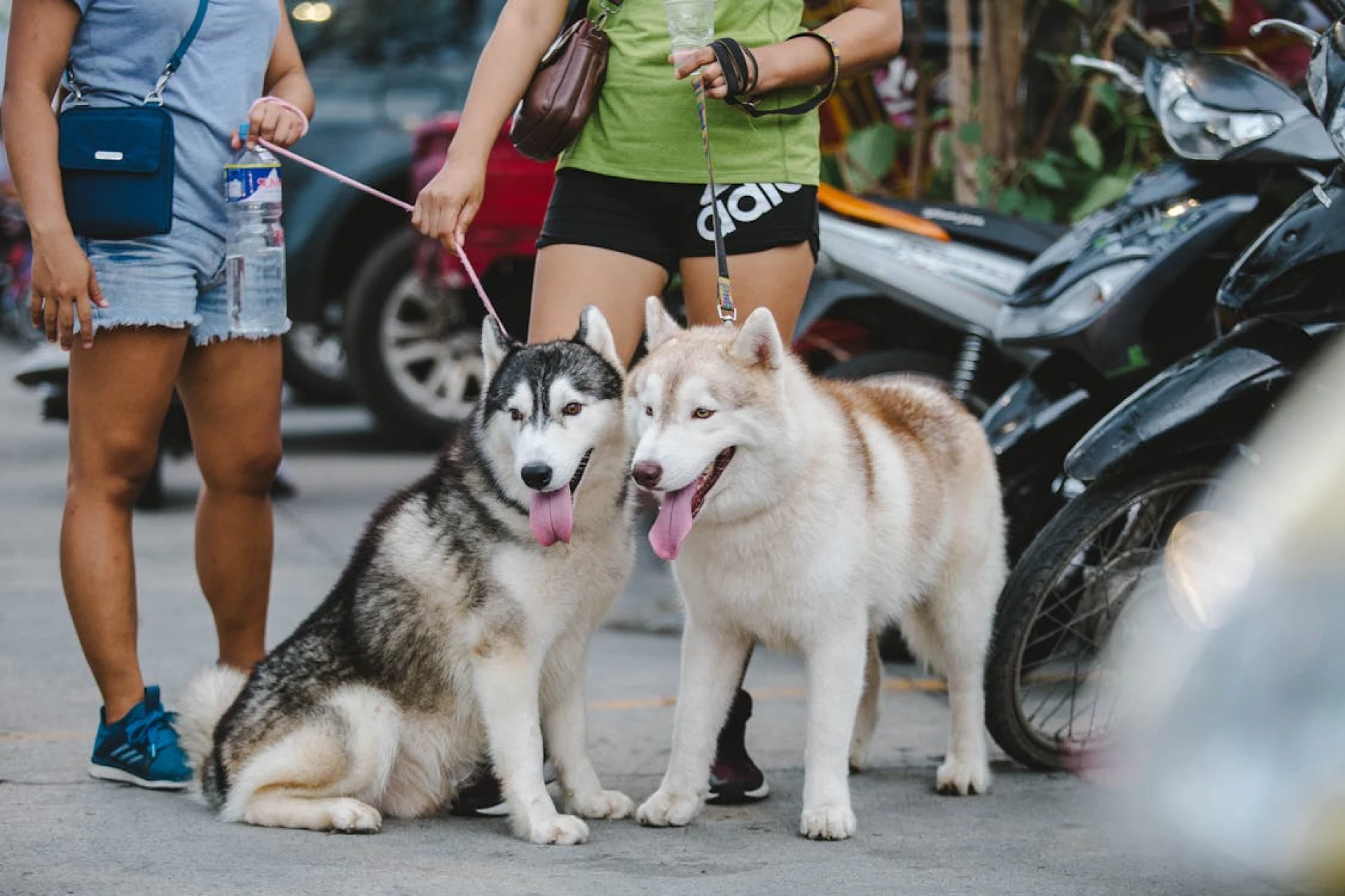 Pack Psychology: How Group Play Encourages Emotional Stability in Dogs