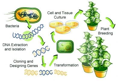 Gene Modification in Plants
