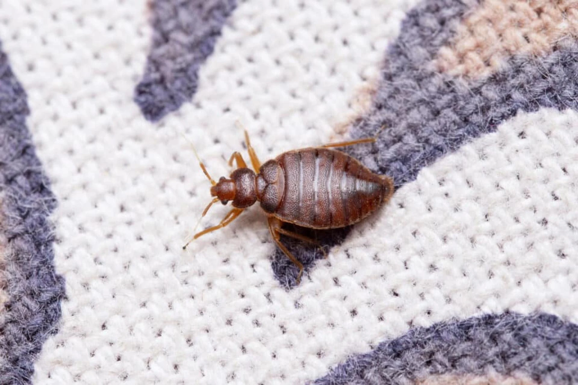 Why Bed Bug Fumigation & Expert Extermination Are Essential Pest Control?