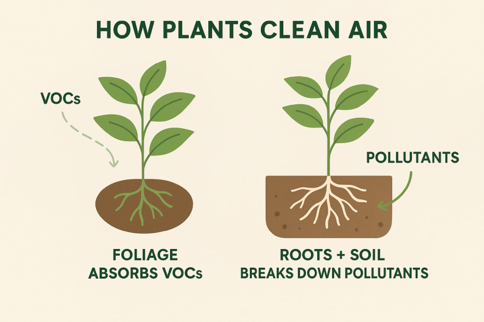 Best Air Purifier Plants for Home: Bring Fresh Air and Green Beauty Indoors