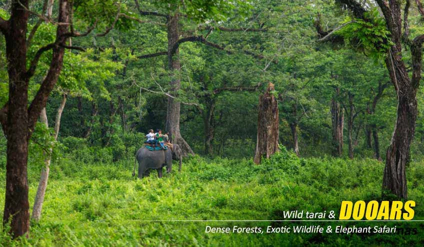 Dooars Tour Package Offering Wildlife Safari Adventures