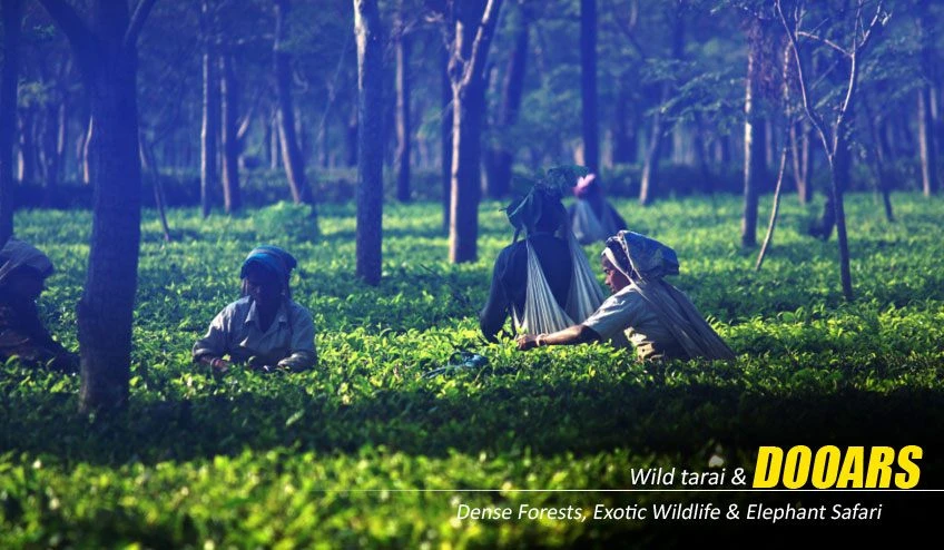 Dooars Tour Package Offering Wildlife Safari Adventures