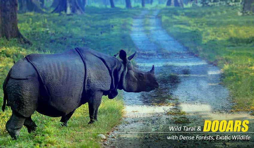 Dooars Tour Package Offering Wildlife Safari Adventures