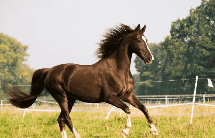 When to Use Joint Supplements for Senior Horses