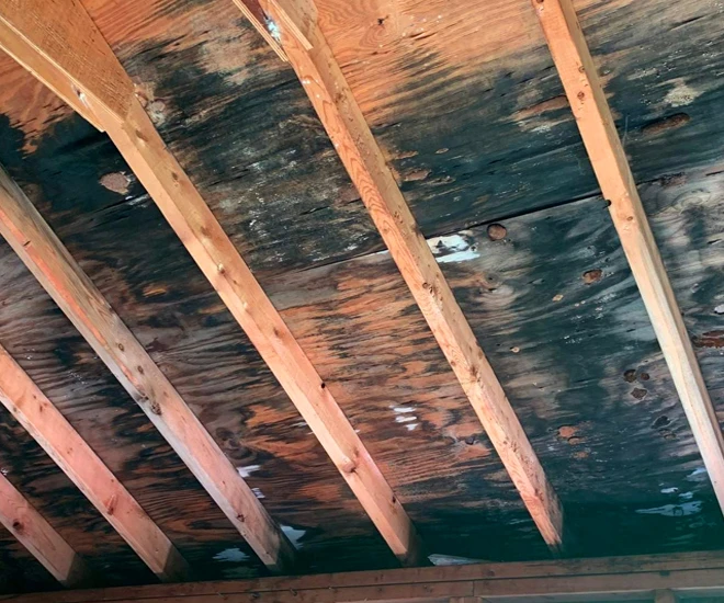 6 Steps in a Professional Crawl Space Mold Remediation Process