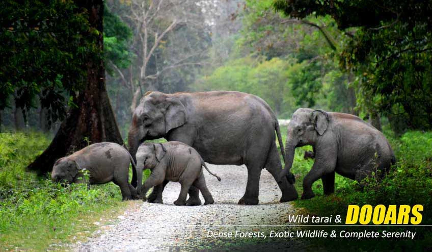 Book Your Dooars Tour with Jaldapara Elephant Safari for a Memorable Getaway