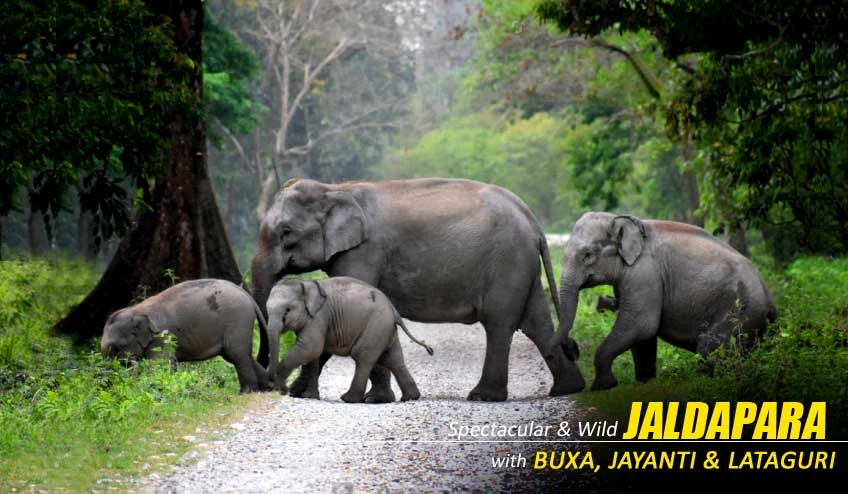 Book Your Dooars Tour with Jaldapara Elephant Safari for a Memorable Getaway