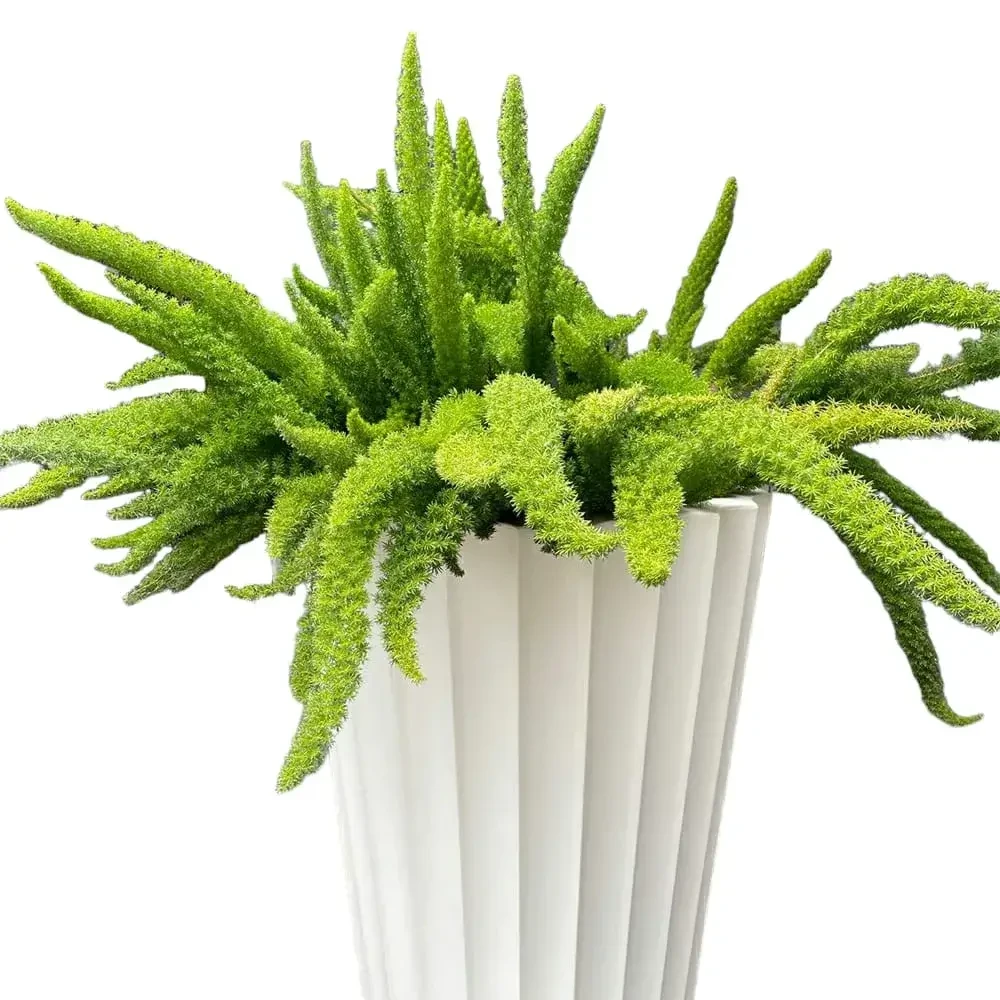 The Best Site to Buy Plants Online in India: Why Choose Plantshub
