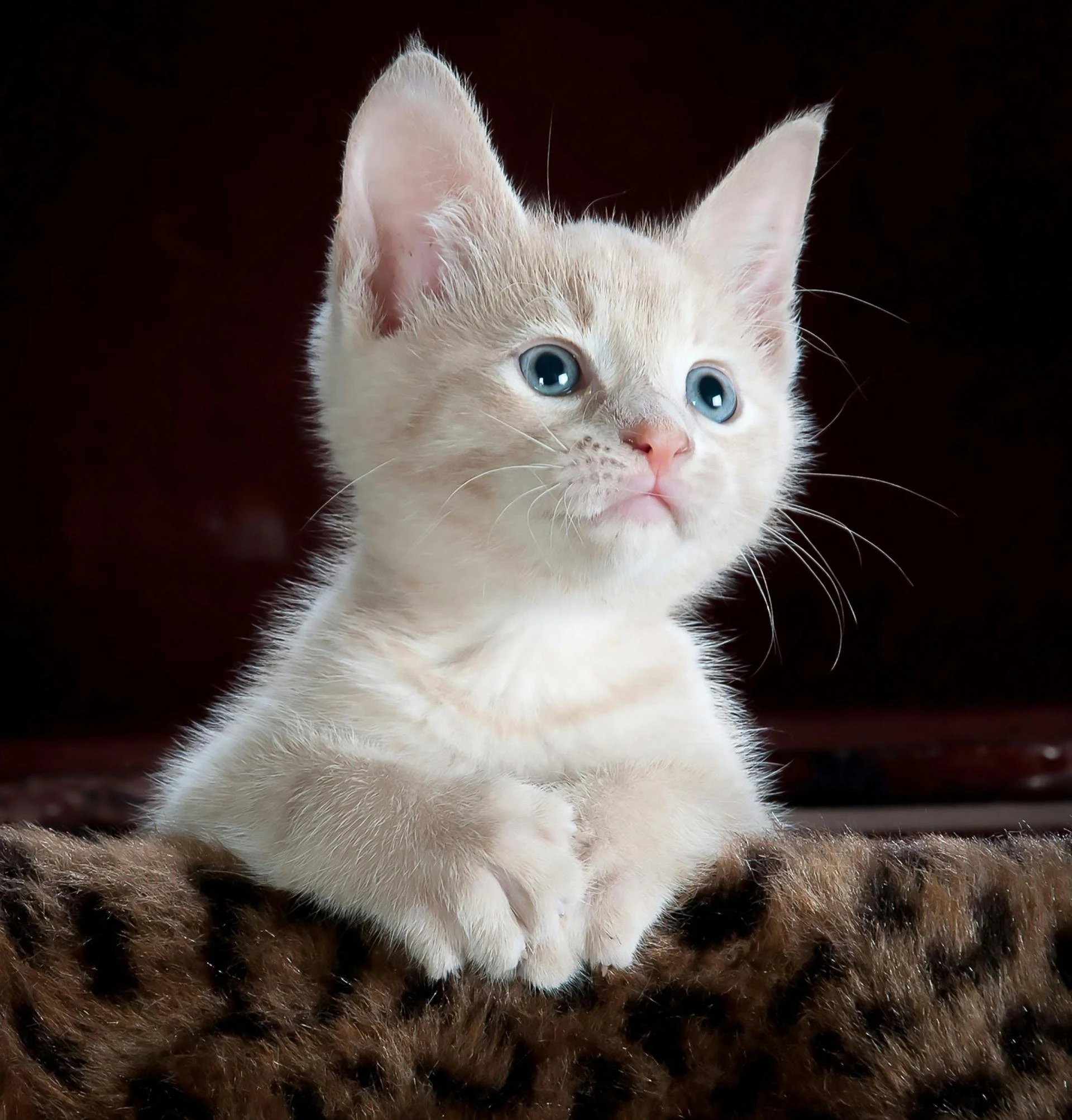 The Role of Manganese in Keeping Your Cat’s Joints Healthy