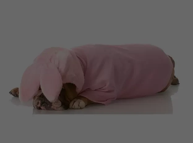 Premium Customized Pet Clothing for Global Customers