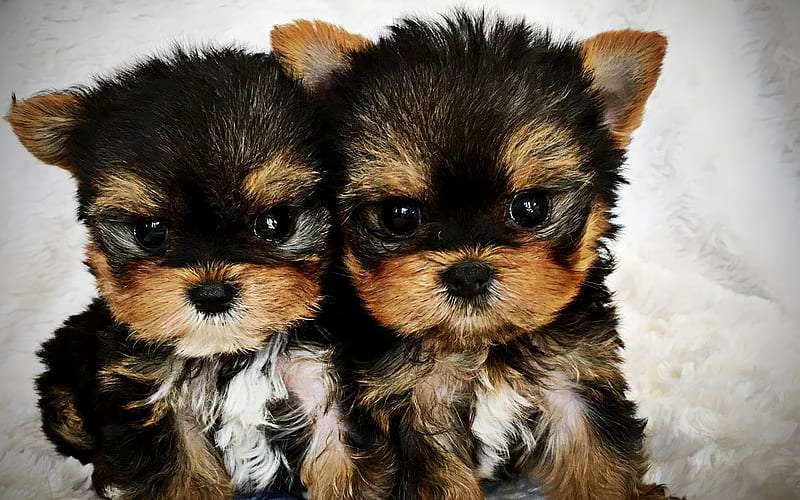 Yorkie Puppies for Sale – Everything You Need to Know