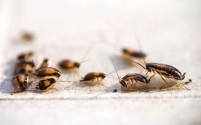 What Are the Best Tips to Identify and Kill Baby German Cockroaches?