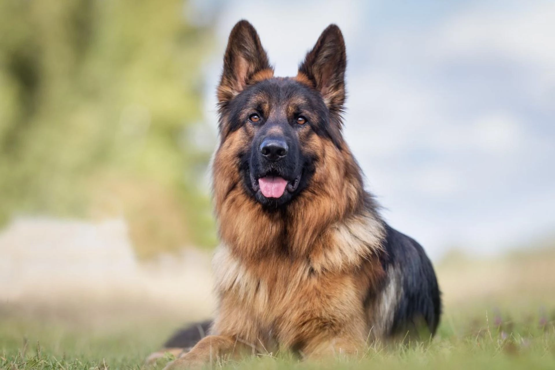 Trained German Shepherd Puppies: Loyal, Intelligent, and Ready for Your Home