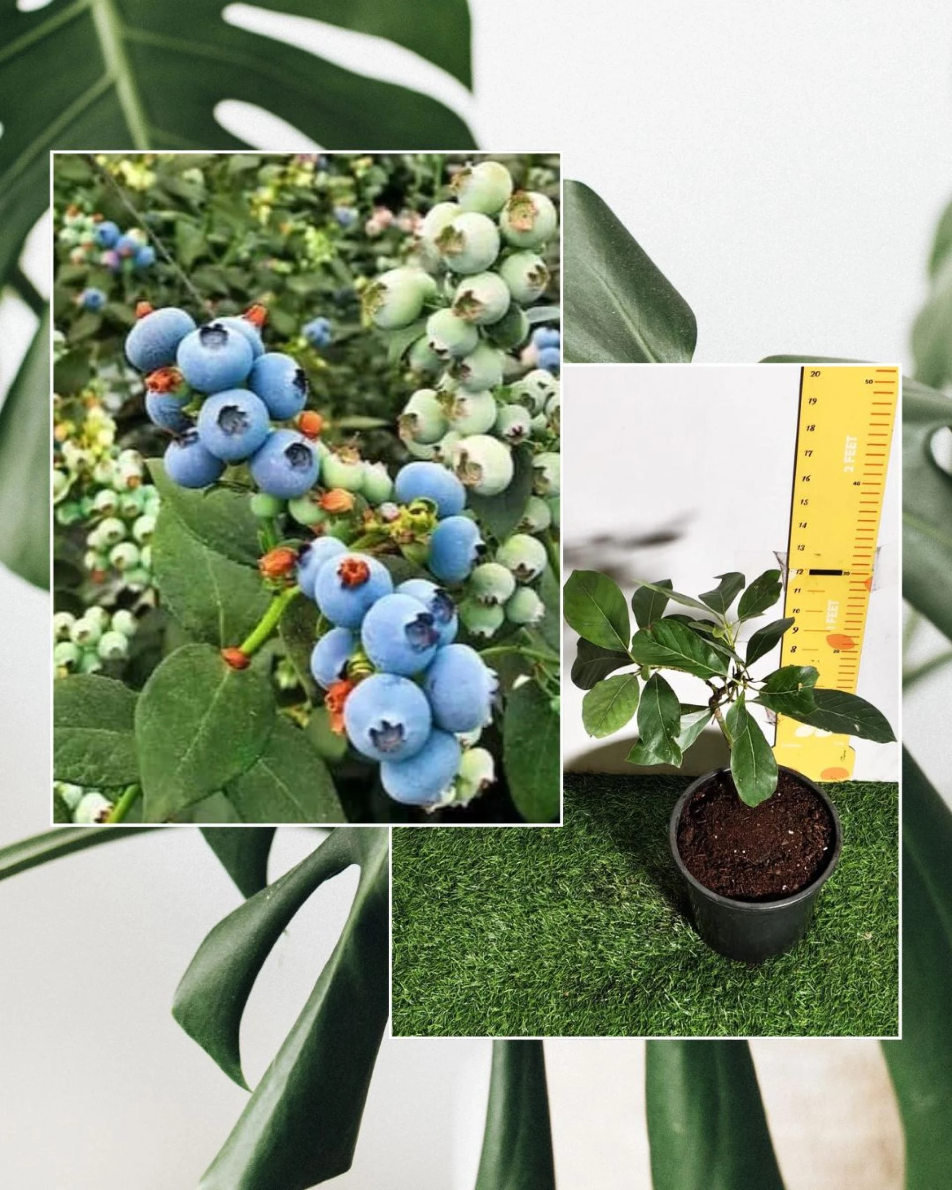 Home Gardening Made Simple: Avocado Trees & Blueberry Plants You’ll Love