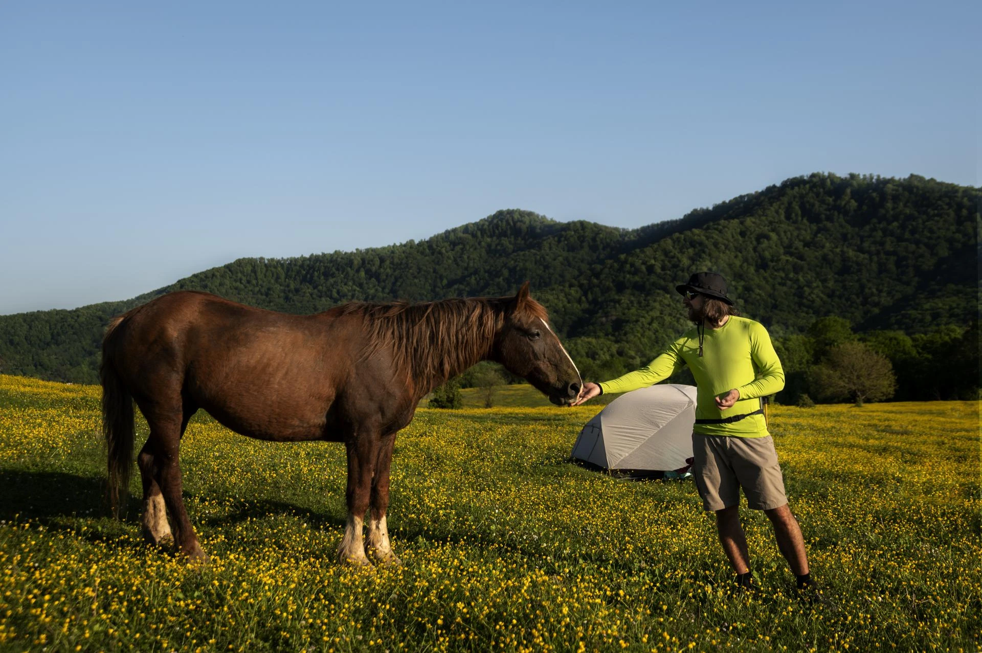 How Supplements Can Aid in Suspensory Ligament Healing in Horses