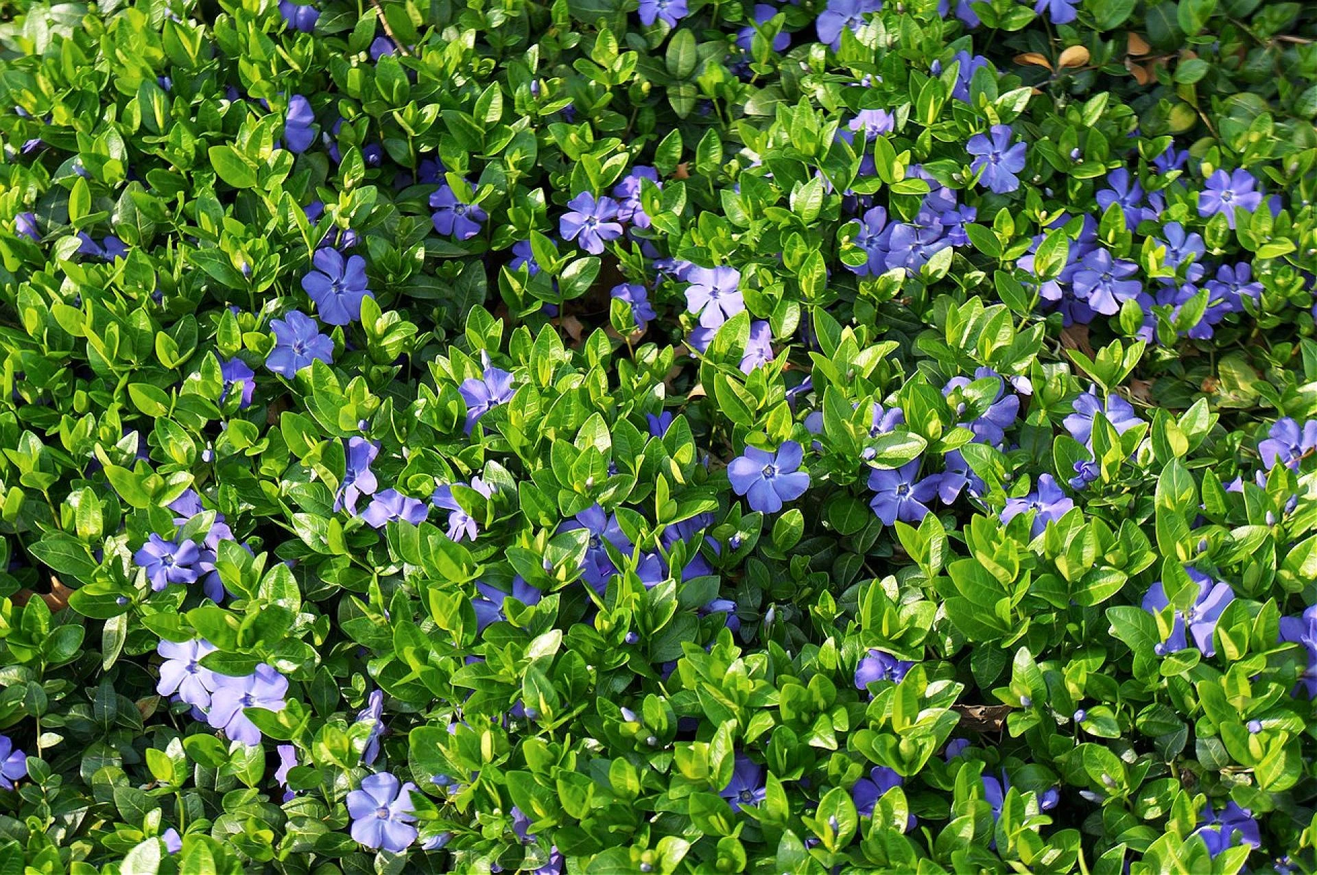 Vinca Minor - The Evergreen Groundcover from Greenwood Nursery