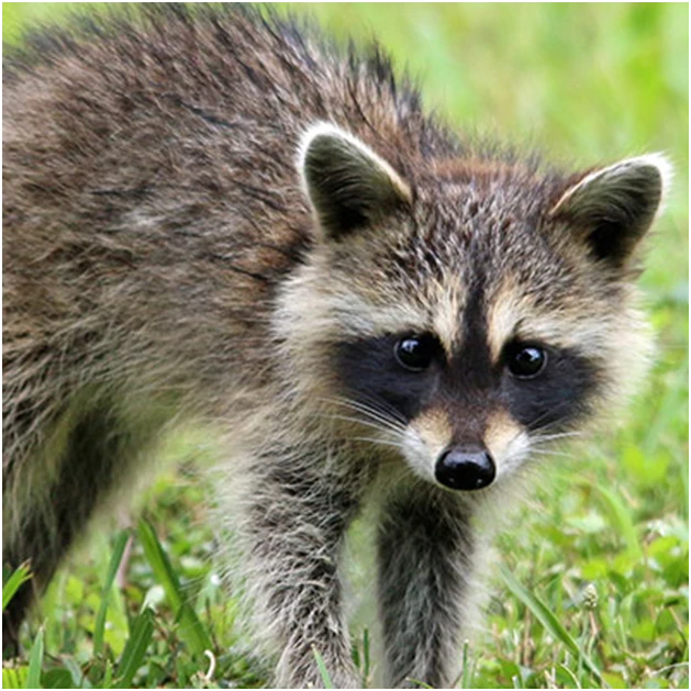 Preventing Mice & Rats from Entering Your Property