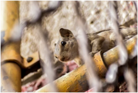 Preventing Mice & Rats from Entering Your Property