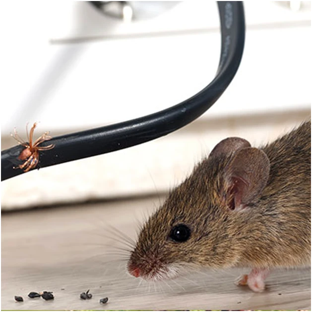 Shoo Away Pests and Wild Animals with Safe Pest Control Services
