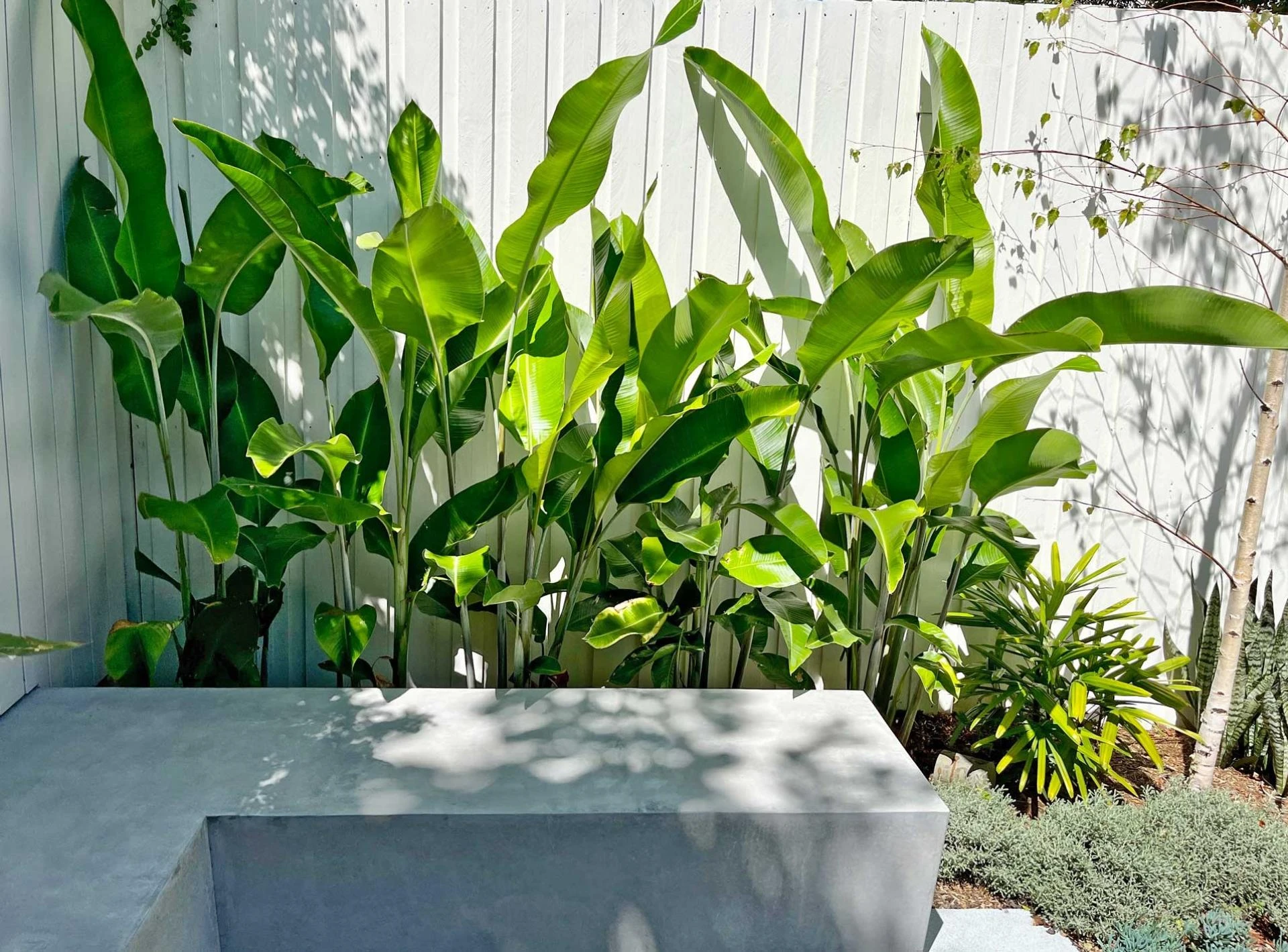 Pool Landscaping in Sydney: What Works (and What to Avoid) in the Eastern Suburbs