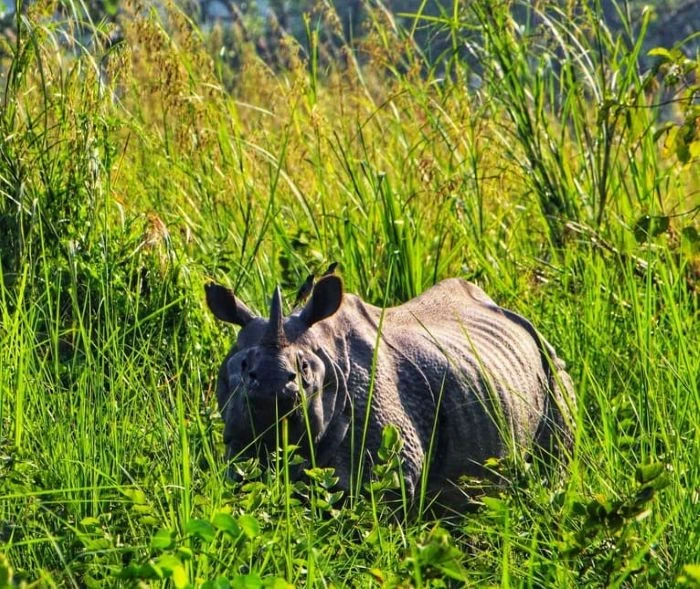 Ultimate Nepal Wildlife Tour – Jungle Safari & Nature