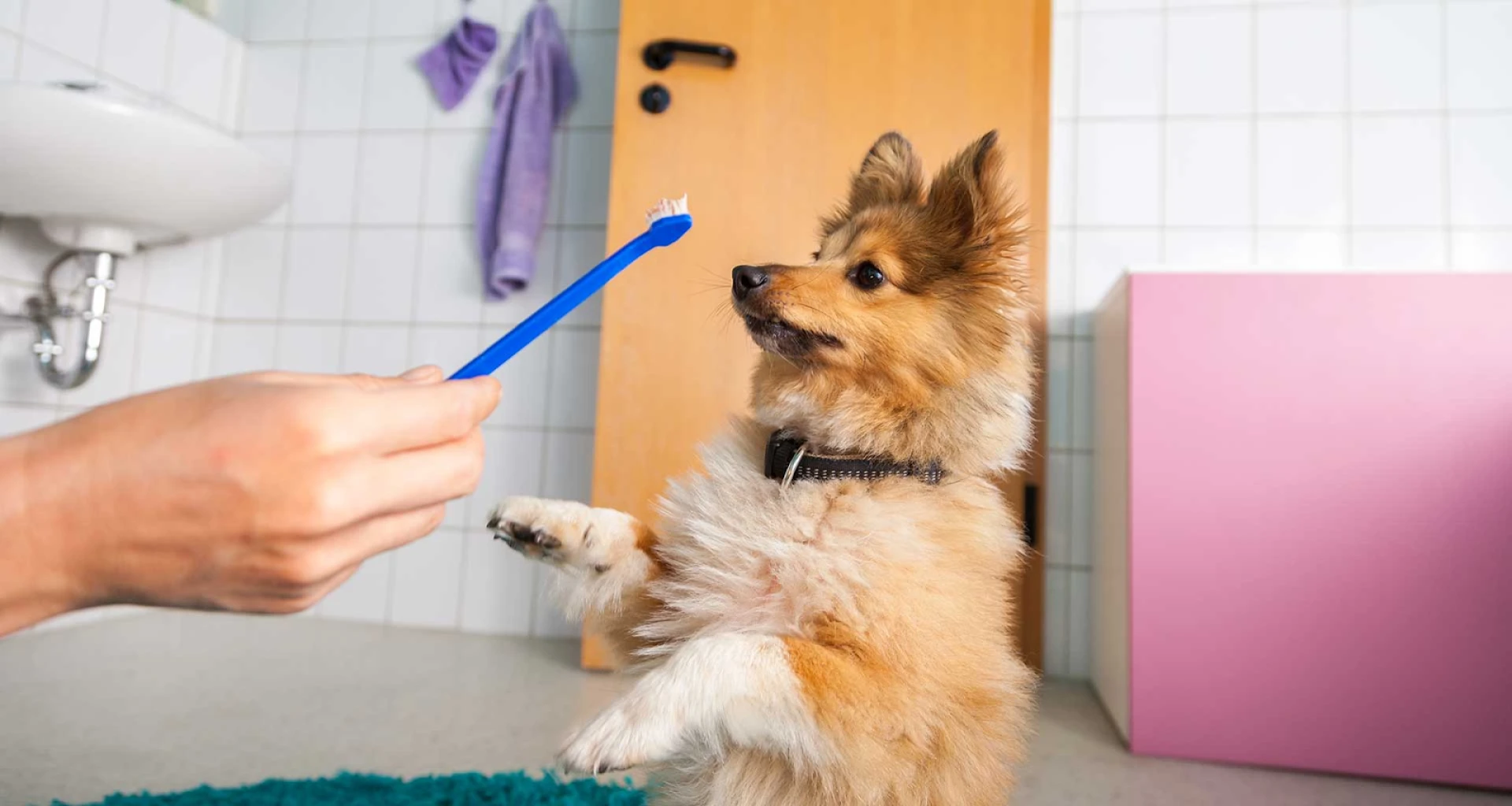 Best RarePet Products to Keep Your Pets Happy and Healthy