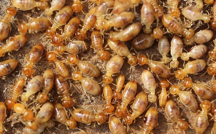 What Do Termites Look Like? Early Signs & DIY Prevention Tips
