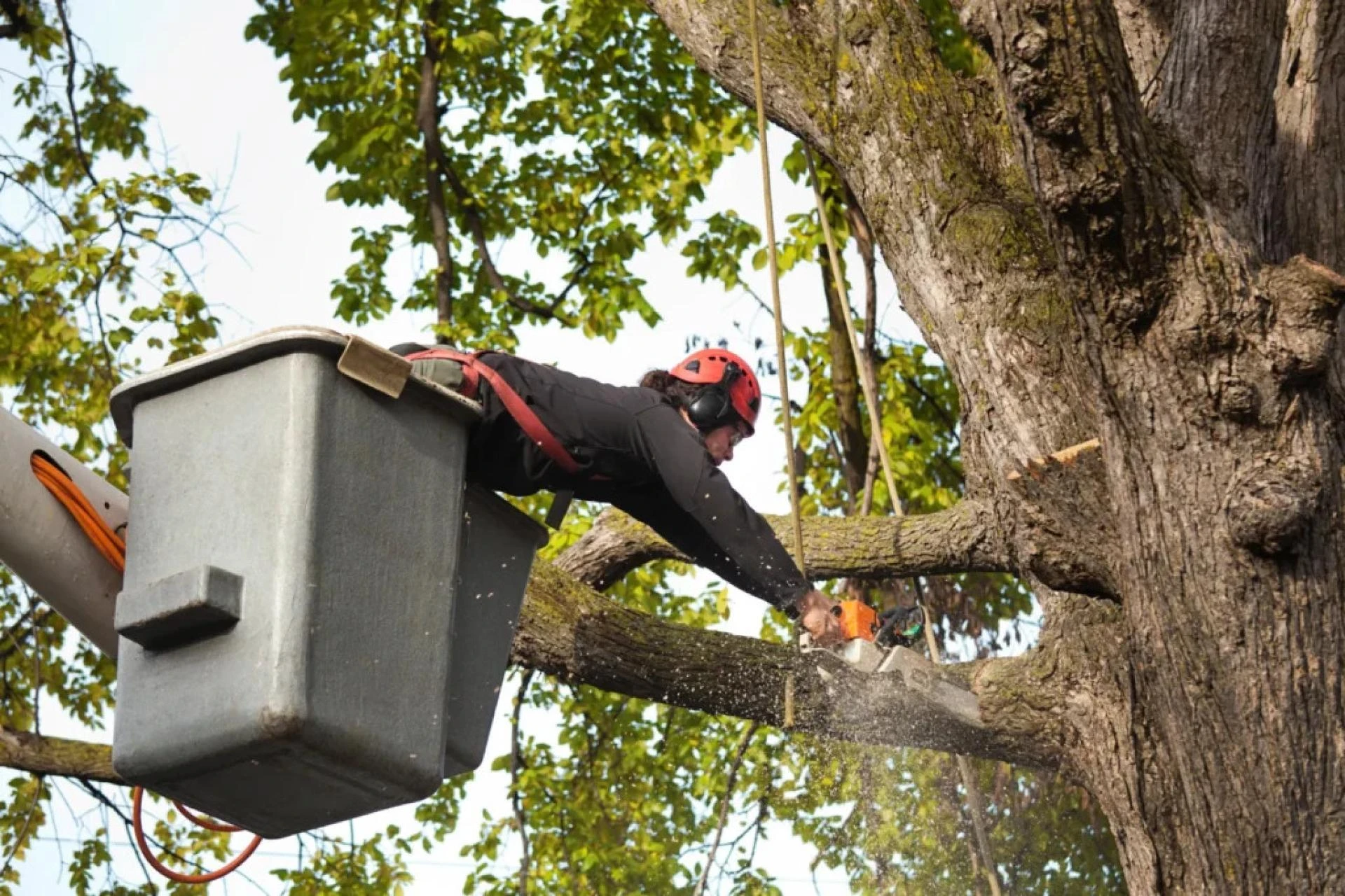 The Best Time of Year for Tree Trimming in Buffalo, NY