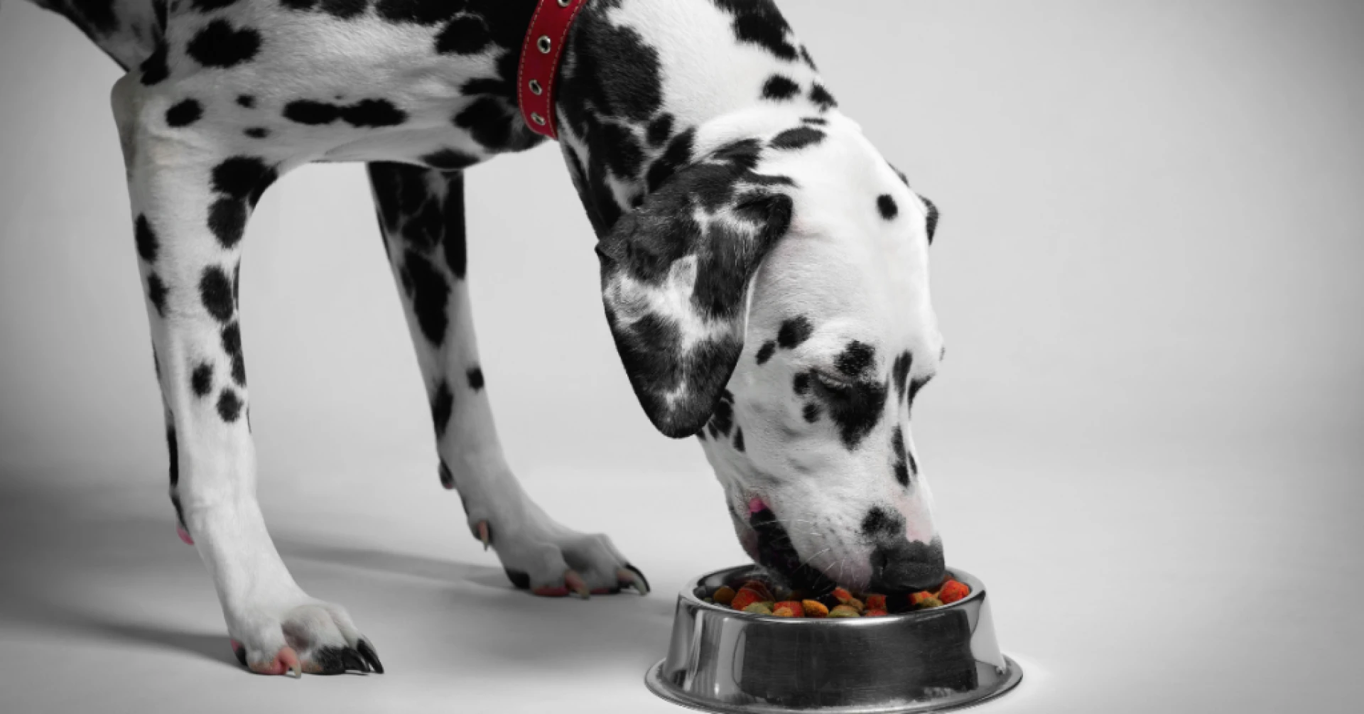 Talking About Dog Food and Everyday Choices
