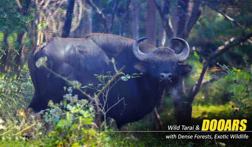 Why Jaldapara National Park is the Soul of Dooars Tour with Jaldapara Elephant Safari