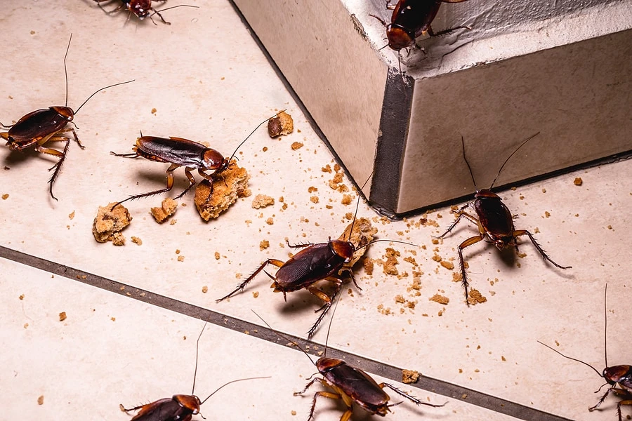 How to Get Rid of Cockroaches Safely and Effectively?
