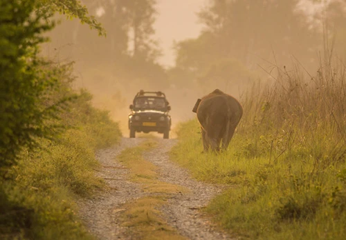 Best Wildlife Tiger Safari in India: Explore the Top National Parks