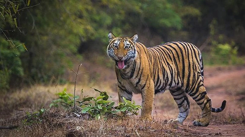 Best Wildlife Tiger Safari in India: Explore the Top National Parks