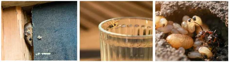 Four Pests that Require Immediate Expert Interruption