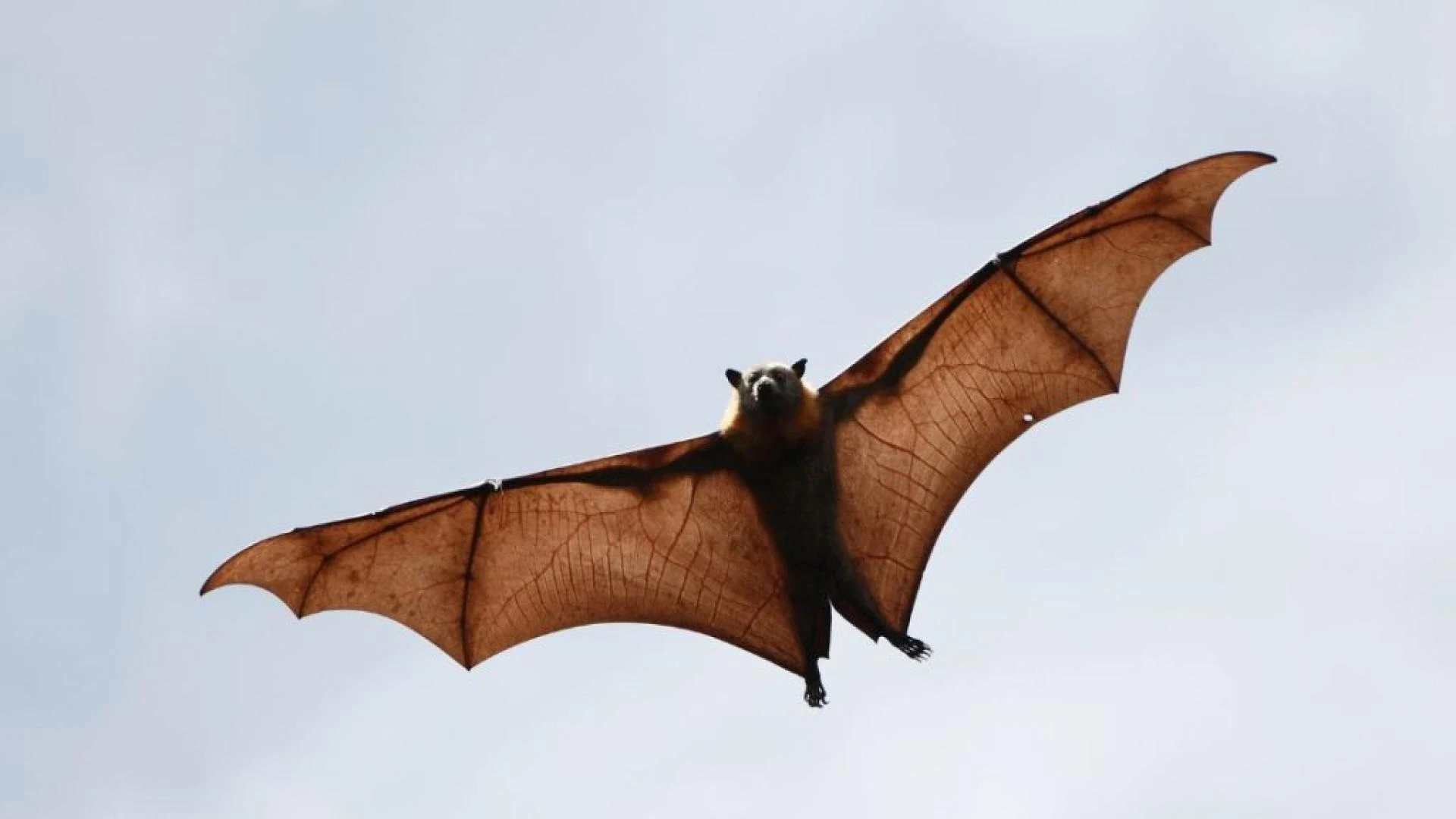 Bat & Squirrel Control in Springfield, MO – Protecting Homes Naturally - 417 Pest Solutions