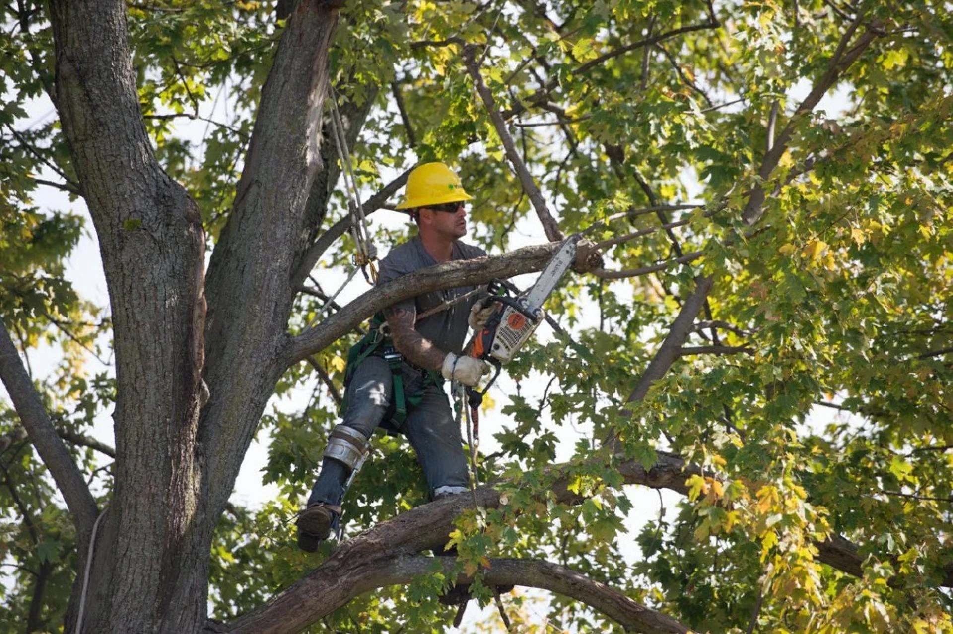Learn Tree Trimming and WHMIS Safety Training Online Today