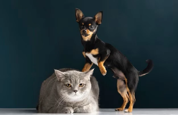 Ziwi Peak Cat Food: A Highly-Recommended Brand for the Special Nutritional Needs of Aussie Pets