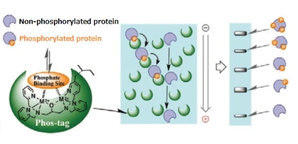 Phos-tag Acrylamide
