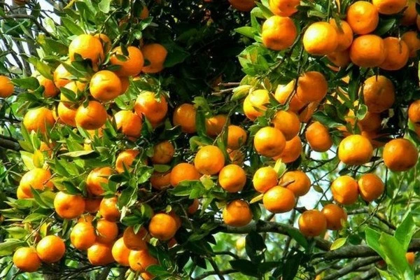 HMA Fresh: Pakistan’s Trusted Name in Premium Oranges and Mandarins Export