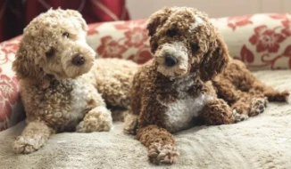 Golden Xpress Labradoodles: Bringing Healthy, Happy Puppies to Families Nationwide
