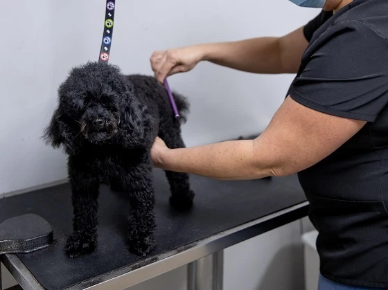 Understanding Local Pet Grooming and Styling Needs