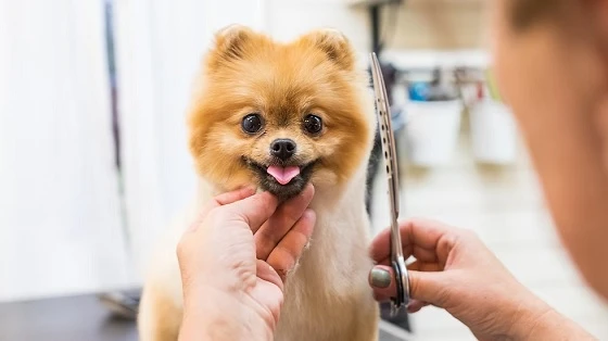 Understanding Local Pet Grooming and Styling Needs