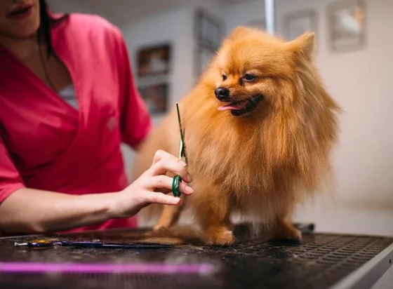 Understanding Local Pet Grooming and Styling Needs
