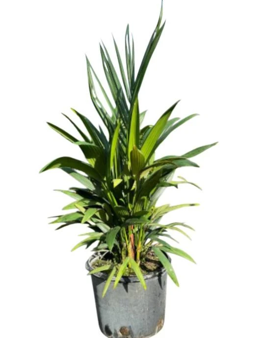 Why Residents Are Turning Their Patios Into Plant Havens