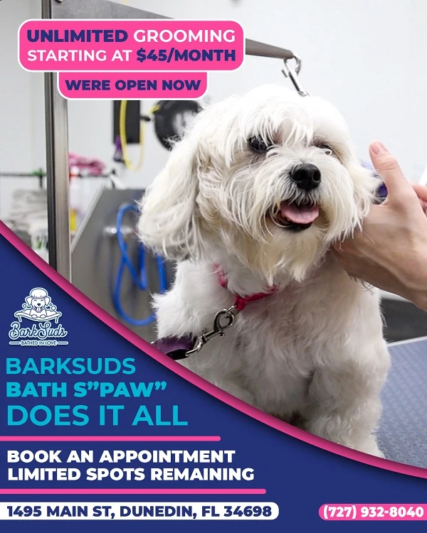 How Often Should You Schedule Dog Nail Trimming in Dunedin?