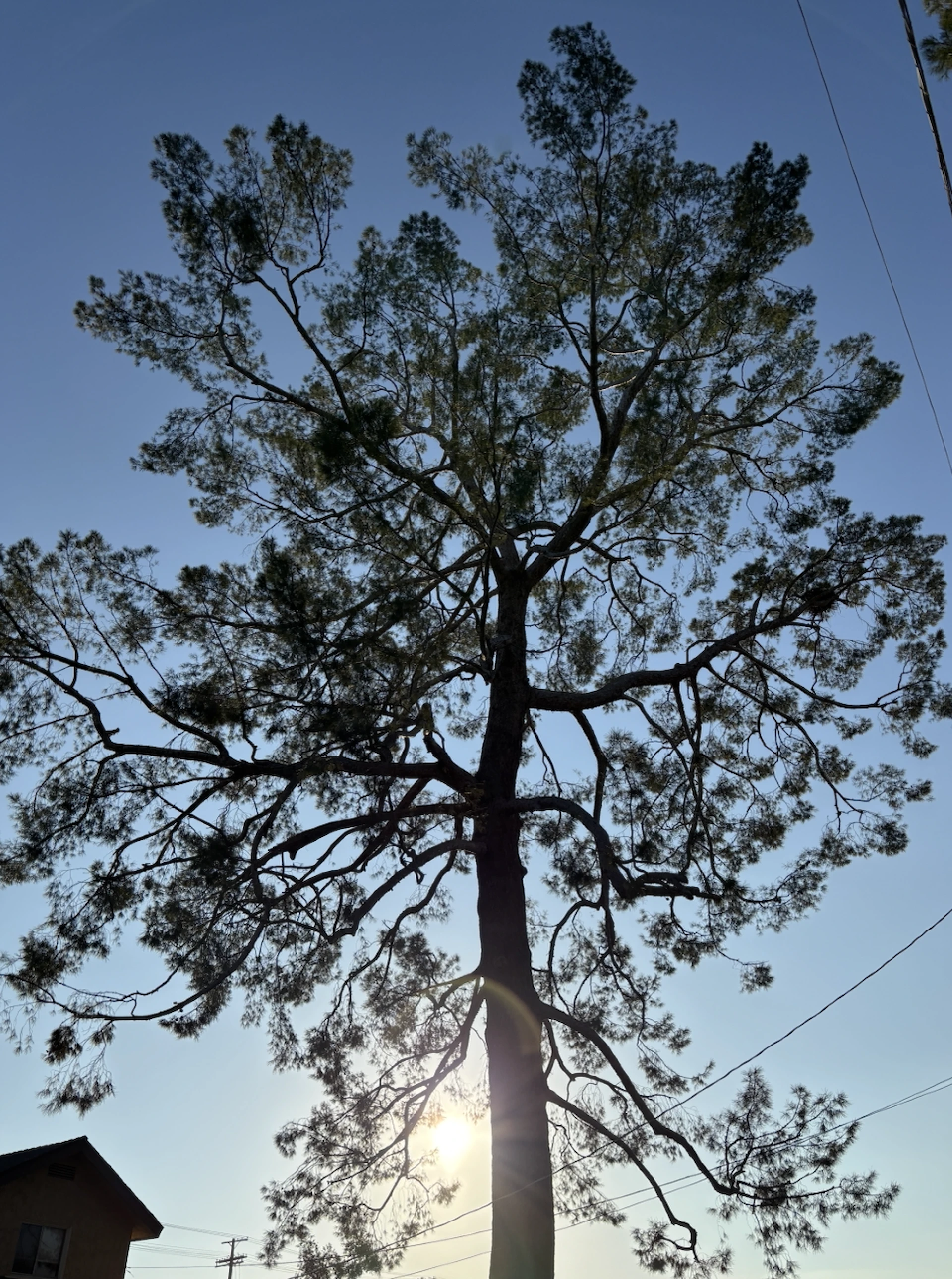 A Legacy of Care and Community in Sylmar, CA 